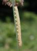 Dolerus sp.